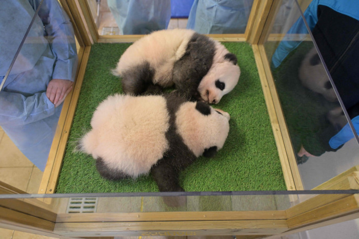 Panda Kembar yang Dilahirkan di Kebun Binatang Prancis Diberi Nama