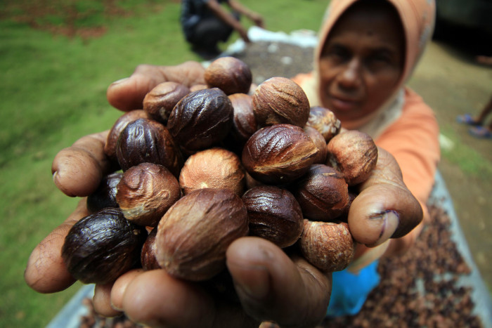 Keragaman Pala di Indonesia Teryata Ada Plus dan Minusnya