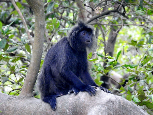 Pengertian Habitat dan Perbedaannya dengan Ekosistem