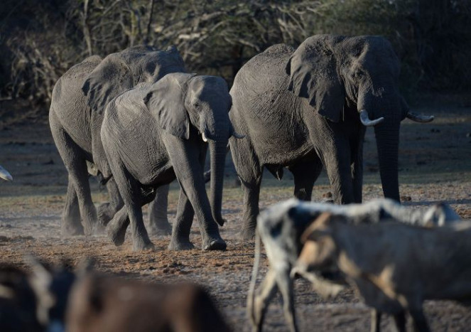 Perumahan Ilegal Ancam Habitat Gajah di Ethiopia