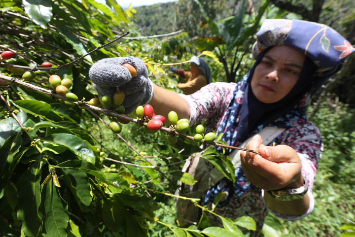 Menkop UKM Minta Kebun Kopi Indonesia Dibenahi untuk Tekan Biaya Produksi