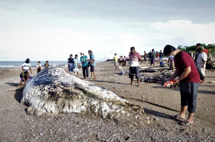 KKP Bakar Bangkai Paus Sperma di Pesisir Kupang