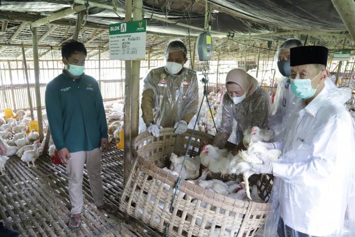Panen Perdana Balai Ternak BAZNAS di Kebumen dan Purworejo Hasilkan 30.638 Ayam 