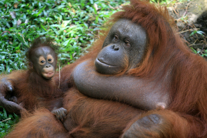 Bayi Orangutan ke-100 Lahir di Suaka Margasatwa Lamandau