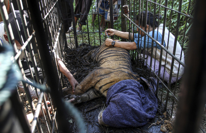 BKSDA Sumbar Rehabilitasi Harimau di Dharmasraya 