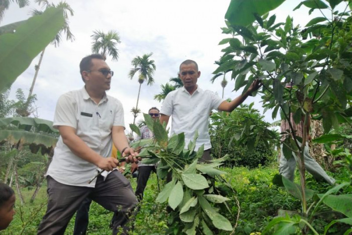 Hama Kutu Putih Serang Alpukat Pasaman