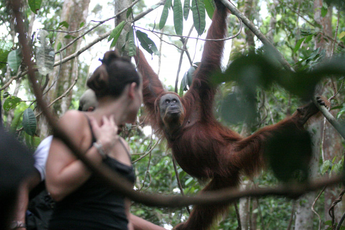 Langkat akan Bentuk Balai Ekonomi Desa di Kawasan Wisata Bukit Lawang