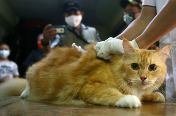  7.500 Hewan Peliharaan di Jakbar Ditargetkan Divaksin Rabies