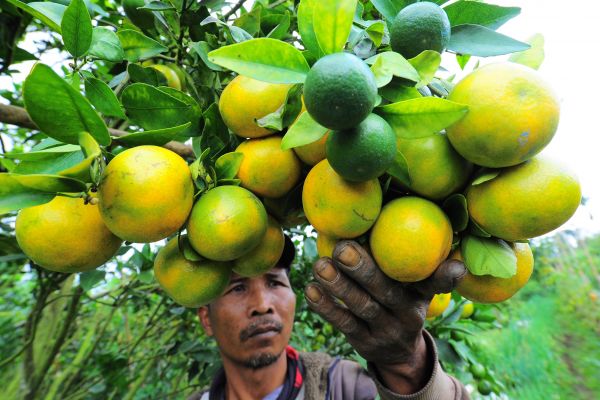 Jokowi Tinjau Kebun Jeruk Liang Melas Datas di Karo