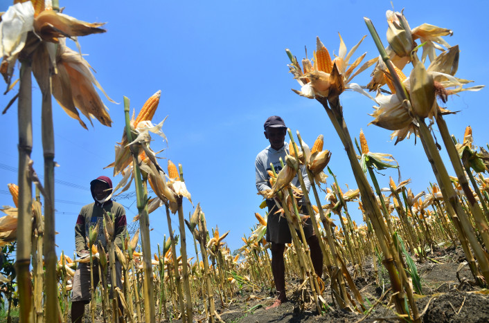 Produksi Jagung Pesisir Gresik Anjlok akibat Serangan Tikus dan Penyakit Putih 