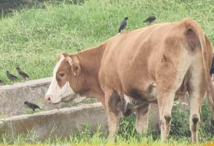 Mengintip Cara Unik UPT Kementan Berantas Parasit di Tubuh Sapi