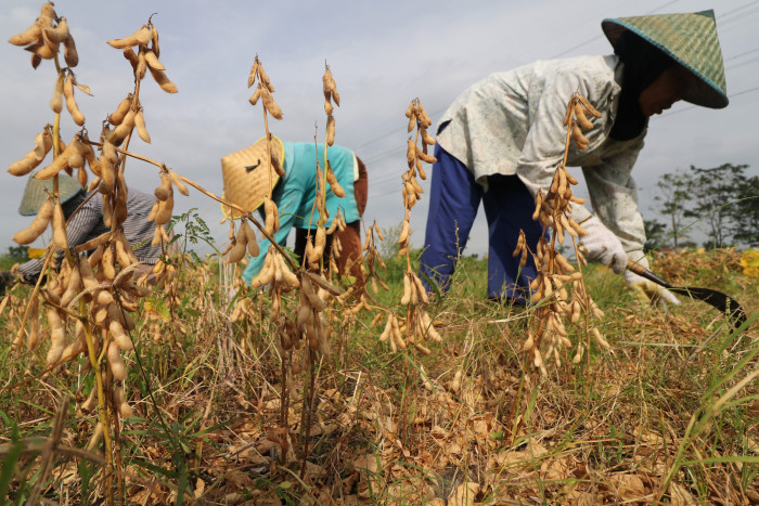 Petani Kedelai Minta Pengendalian Impor dan Jaminan Harga Kedelai Lokal