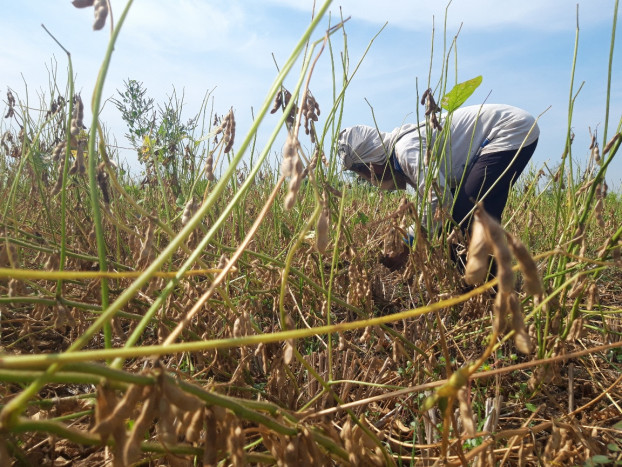 Harga Kedelai Meroket, Pengusaha Tahu Tempe di Labuanbajo Terancam Gulung Tikar