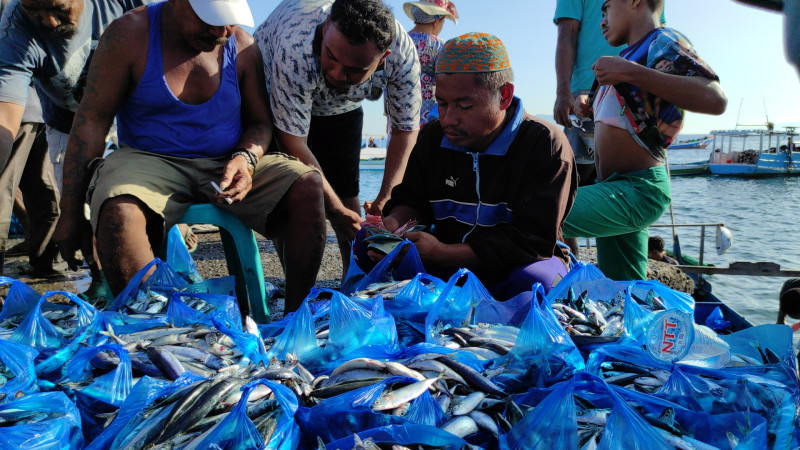 Pemerintah Larang Pembelian Ikan di TPI, Harga Ikan di Sikka Anjlok