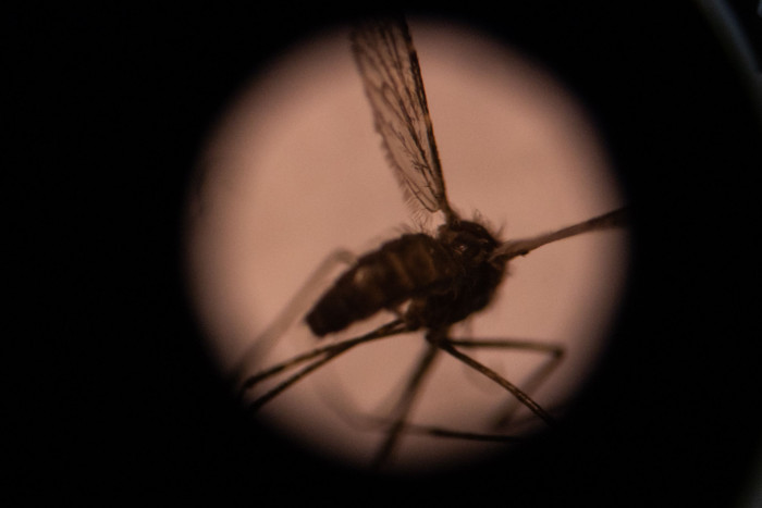 Kasus Malaria di Sejumlah Wilayah Alami Peningkatan 