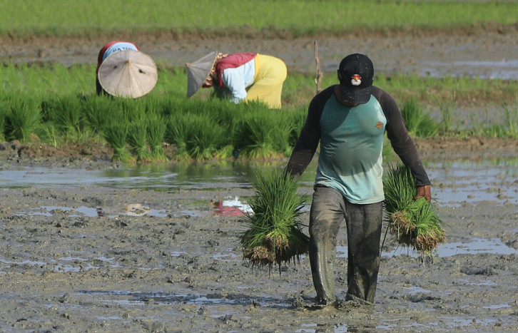 Luas Sawah di Rejang Lebong Berkurang Terus, Tersisa 5.553 Ha