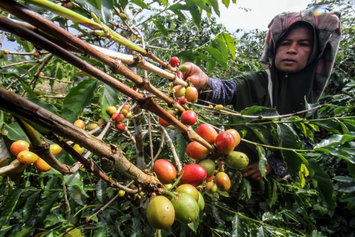 Petani Kopi Rejang Lebong Didorong Gunakan Pupuk Organik