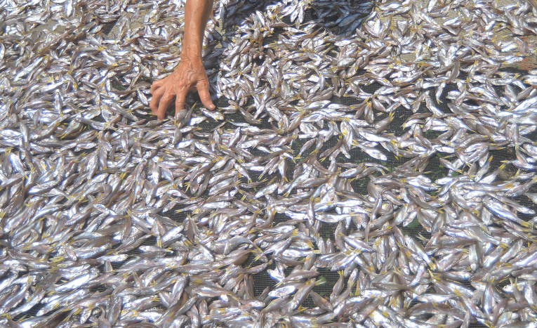 4 Ribu Bibit Ikan Bilih Dilepas ke Danau Singkarak