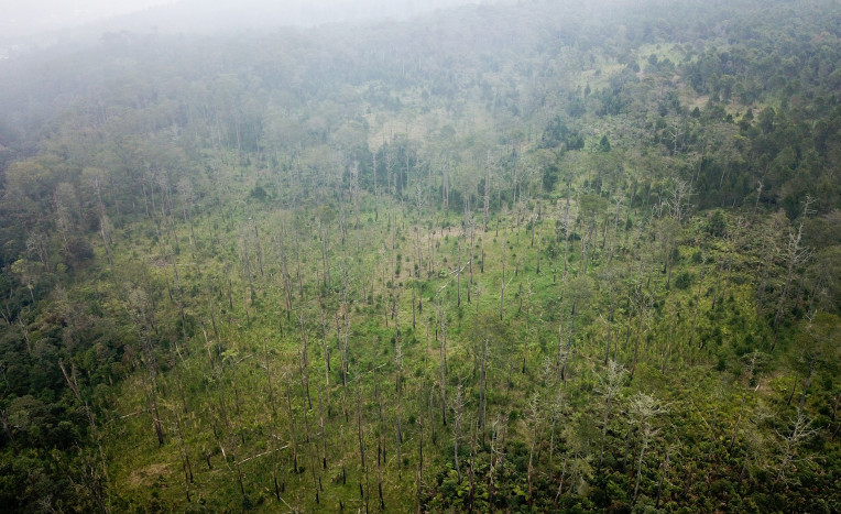 DPR Minta KLHK Tindak Tegas Pelanggaran di Kawasan Hutan Indonesia