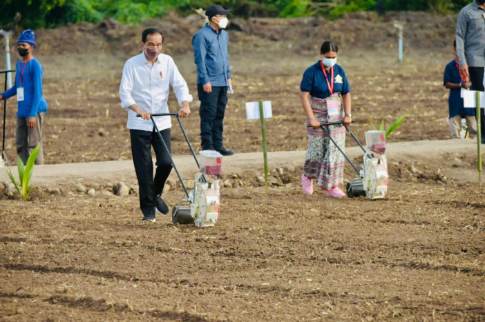 Presiden Jokowi dan Mentan SYL Tanam Jagung di Kawasan Food Estate Belu, NTT