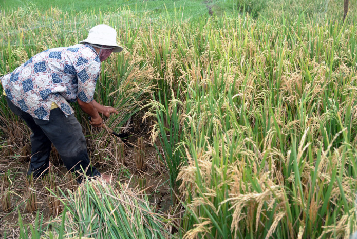 Produksi Beras 2021 Lampaui Konsumsi, Panen Januari-April 2022 14,6 Juta Ton Beras