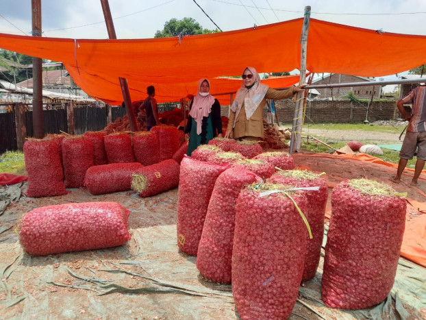 Produksi Bawang di Sumbar Melimpah, Perlu Penangganan Pemasaran