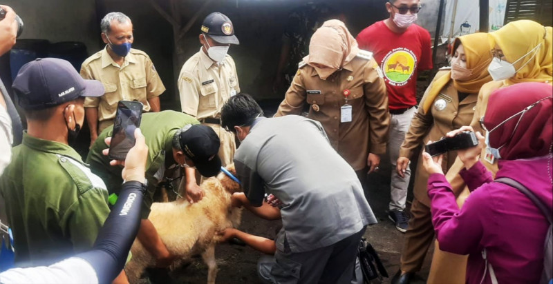 Antisipasi Antraks, Hewan Ternak di Perbatasan Klaten Divaksin