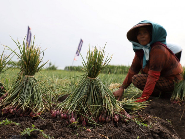 Sistem Pemupukan Berimbang Selamatkan Petani Bawang dari Penyakit Inul 
