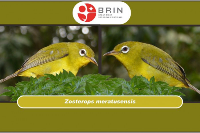 Dua Spesies Burung Baru Ditemukan di Kalimantan Tenggara