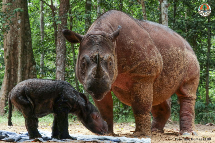 Badak Sumatera Kembali Lahir di Taman Nasional Way Kambas