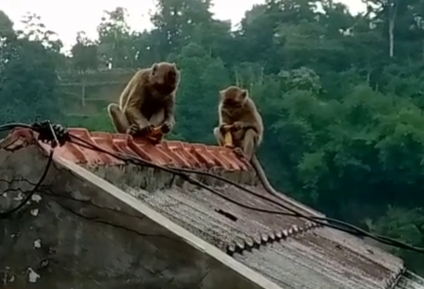 Warga Kampung Andir Resah dengan Gerombolan Monyet Liar