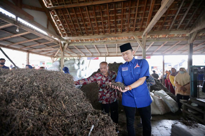 Ketua Fraksi Demokrat Dukung UKM Cincau Hitam di Pacitan Berkembang