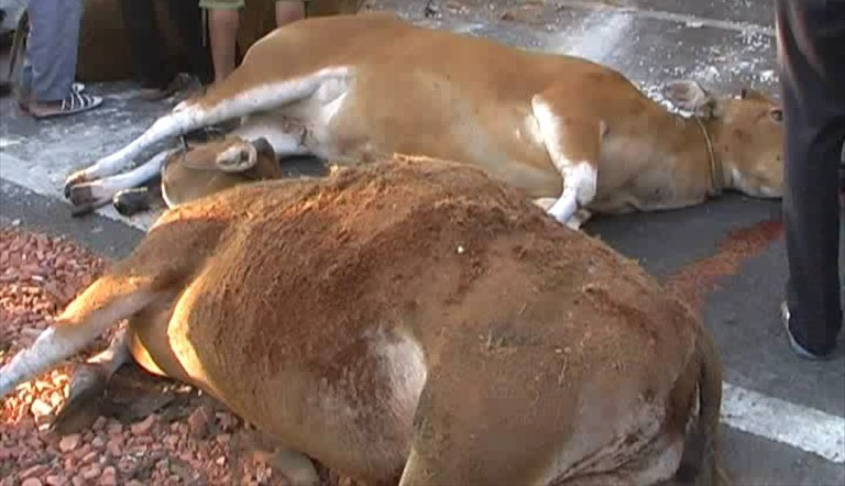 Belasan Sapi Ditemukan Mati Mengambang di Perairan Sejati Sampang