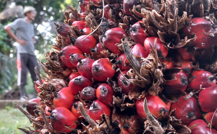 Petani Sawit Minta Kejagung Selidiki Subsidi Minyak Goreng dari Dana Sawit