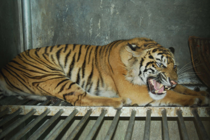 Pawang Diterkam Harimau hingga Tewas di TRMS Serulingmas Banjarnegara