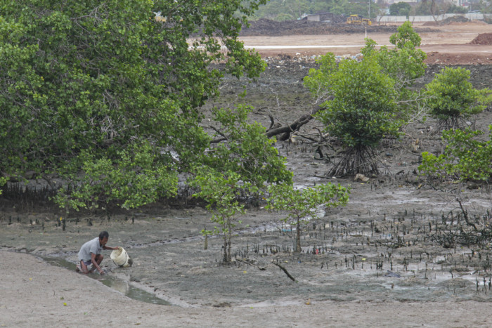 Pada 2030, Pengurangan Lahan Mangrove Bisa Mencapai 261 Ribu Hektare