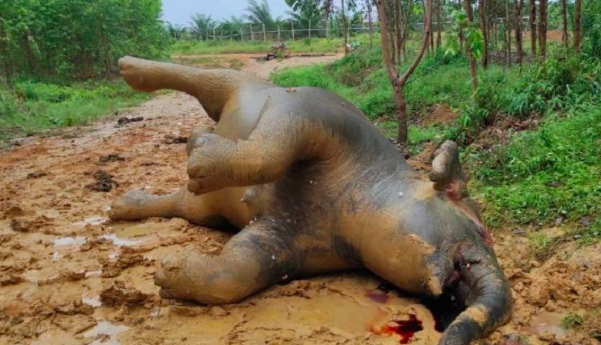 Diduga Keracunan, Gajah Hamil di Bengkalis Ditemukan Mati