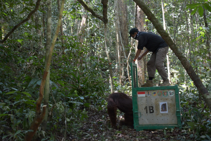 Empat Orangutan Dilepasliarkan Ke TN Bukit Baka Bukit Raya
