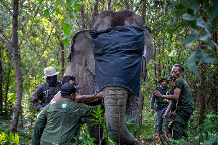 BKSDA Sumsel Pasang GPS Collar untuk Dua Kelompok Gajah Liar