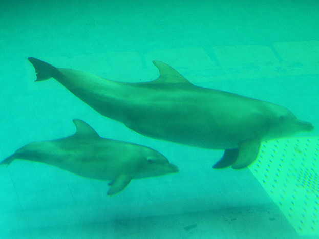 Lumba-Lumba Cicipi Air Seni Teman untuk Ketahui Kehadiran Mereka