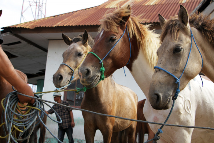 Cegah Virus Hendra, Jaga Kebersihan Sanitasi Kandang Kuda