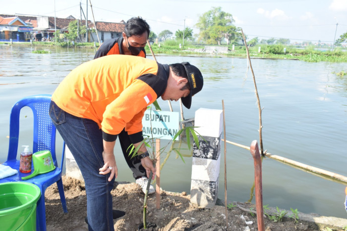 Lamongan Tanam 2.700 Batang Bambu untuk Rehabilitasi