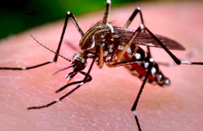 Kasus Demam Berdarah Dan Chikungunya Di Denpasar Meningkat