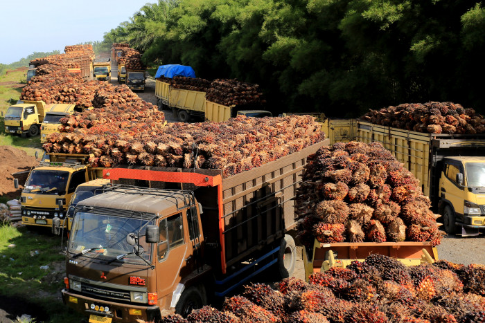 Keran Ekspor CPO Dibuka, Petani Harapkan Harga TBS yang Pantas