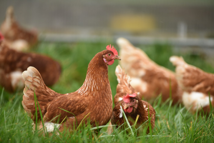 Hikayat Relasi Manusia dengan Ayam
