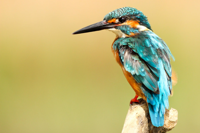  Perubahan Iklim Diduga Picu Migrasi Burung Eksotis dan Langka ini ke Inggris