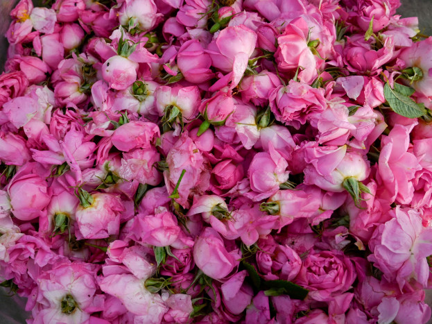 Biaya Produksi Minyak Mawar Bulgaria untuk Parfum Naik 40%