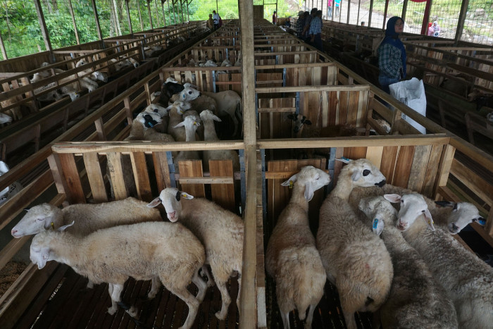 Jelang Idul Adha, Penjualan Domba di Cianjur Masih Sepi Akibat PMK
