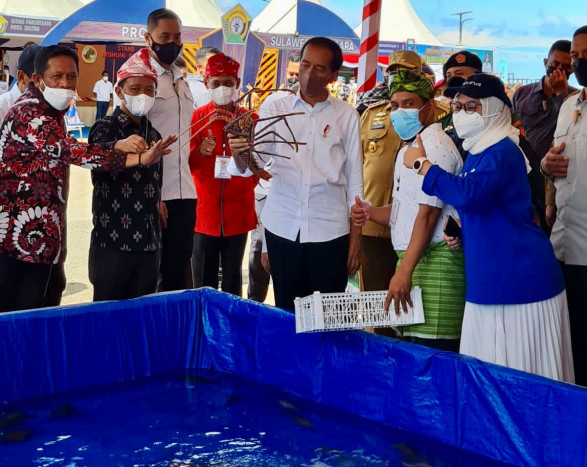 Presiden Joko Widodo Pegang Lobster Hasil Tangkapan Nelayan Lokal