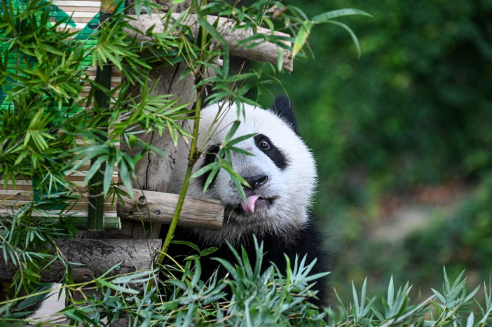 Mata Panda: Ini Penyebab dan Cara Mengatasinya